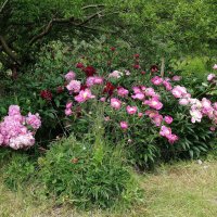 Пионы :: Рита Симонова