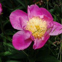 Пионы :: Рита Симонова