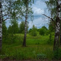 Пасмурный пейзаж с берёзами :: Александр Синдерёв