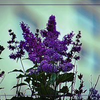 Сирень :: Владимир Кроливец Сирень :: Владимир Кроливец