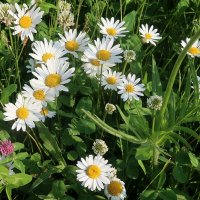 привет, ромашки :: Дмитрий И_