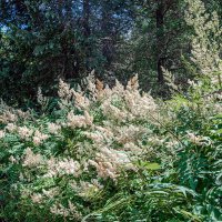 Метелочки! :: Варвара Метелочки! :: Варвара