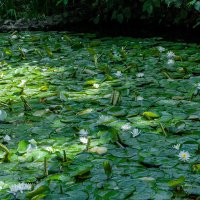 На пруду :: Варвара 