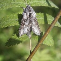 Совка бабочка :: Зоя Мишина