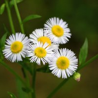 Ромашечки :: Светлана 