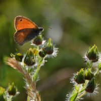 *** :: Надежда Куркина 