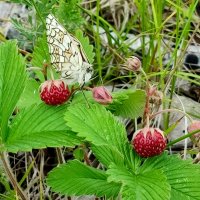 Ароматной ягодке все рады :: Валентина Богатко 