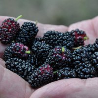 Сладкая шелковица :: Татьяна Машошина Сладкая шелковица :: Татьяна Машошина