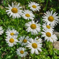 24 июня День ромашек в России :: Татьяна Машошина 24 июня День ромашек в России :: Татьяна Машошина