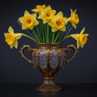 Нарцисы жёлтые :: Aleksey Afonin