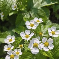 Садовая земляника :: Алевтина 