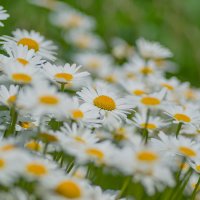 Летнее настроение... :: Sergey (Apg)