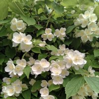 Чубушник :: Валерий Судачок