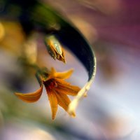 цветочек :: Ольга Cоломатина цветочек :: Ольга Cоломатина