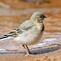 **** :: Александр Зуев