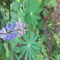 полевой цветок :: Svetlana 