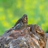 окаменел))) :: Виталий Емельянов окаменел))) :: Виталий Емельянов