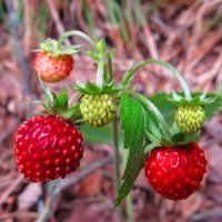 Кустик земляники :: Андрей Снегерёв Кустик земляники :: Андрей Снегерёв