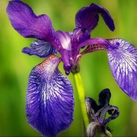 Ирис луговой... :: Владимир Шошин