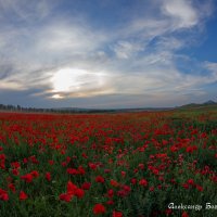 маки Ставрополья :: Александр Богатырёв