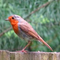 Малиновка (зарянка) :: Андрей Снегерёв Малиновка (зарянка) :: Андрей Снегерёв