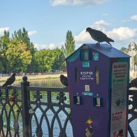 Другие птицы :: Олег Манаенков