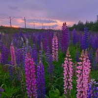 Люпины :: Сапсан 