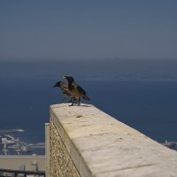 Хайфа 06,2025год :: ujgcvbif 