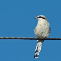 серый сорокопут :: gawrilа - dan