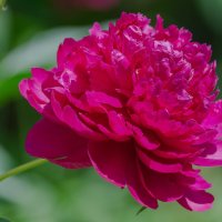 Цветущий июнь. :: Виктор Иванович Чернюк Цветущий июнь. :: Виктор Иванович Чернюк