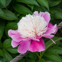 В ботаническом саду :: Ольга 