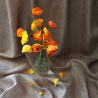 Маки :: Любовь Сахарова