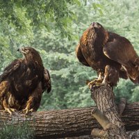 Беркут :: SanSan 