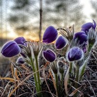 Первенцы :: Ирина *