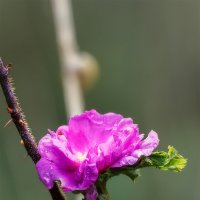 на колючках :: Michel 