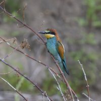 щурки :: юрий макаров