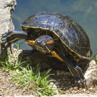 Черепашка :: Валентин Семчишин