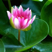 Розовая  лилия :: Валентин Семчишин