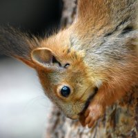 Москва. Белки Нескучного сада. :: Наташа *****