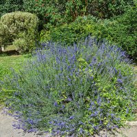 Лаванда :: Варвара 