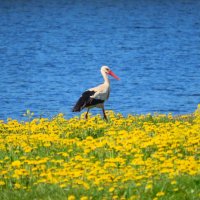 Аист :: Ольга Митрофанова Аист :: Ольга Митрофанова