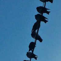 Птицы :: Натали 