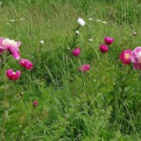 Пионы :: Рита Симонова