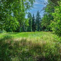 Полянка :: Варвара 