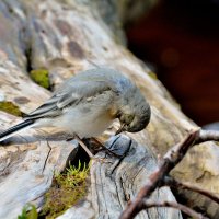 *** :: Александр Зуев