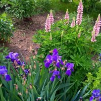 **** :: Елена Семигина