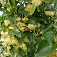 Цветы липы :: Александр Синдерёв