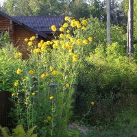 Золотые шары (Рудбекия рассеченная) :: Александр Ильчевский 