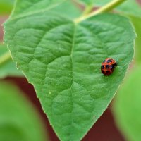 То ли божья коровка, то ли жук какой-то? :: Светлана 