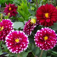 Украшение клумбы :: Aida10 